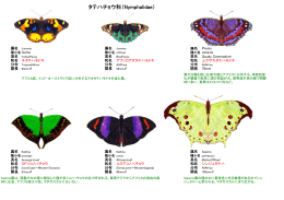 タテハチョウ科（Nymphalidae）