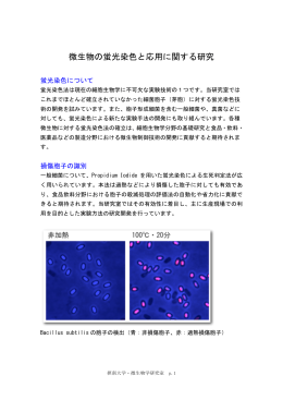 微生物の蛍光染色と応用に関する研究