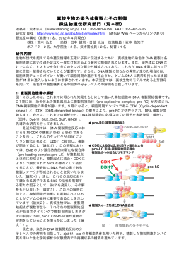 真核生物の染色体複製とその制御 微生物遺伝研究部門（荒木研）
