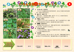 1 ドリチョス・ラブラブ フジのような綺麗な紫色の花が咲きます。豆のよう