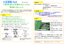 湿害による葉の黄化、生育不良が見られたら → 排水対策 ＋ 速効性肥料