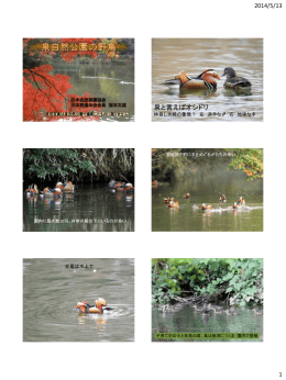 泉自然公園の野鳥（PDF：988KB）