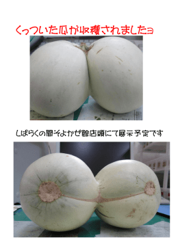 くっついた瓜が収穫されましたﾖ