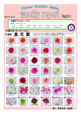 （千葉県） 真花園のカーネーション。