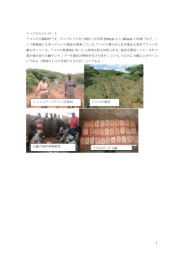 ケニアからのレポート「アロエの石鹸製作」
