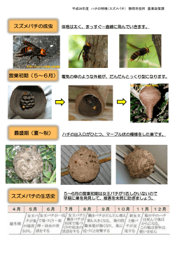 営巣初期（5～6月） 最盛期（夏～秋） スズメバチの成虫 スズメバチの