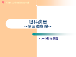 眼科疾患 - ハート 動物病院