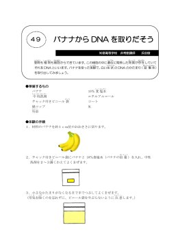 バナナから DNA を取りだそう