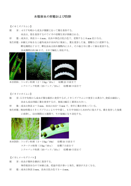 水稲害虫の形態および防除