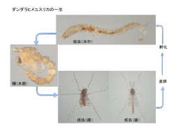 ダンダラヒメユスリカの一生