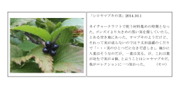 「シロヤマブキの実」2014.10.1 ネイチャークラフトで使う材料集めの時期