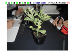 西 瓜 苗 夏 武 輝 苗 の 観 察 SSB農業と環境 4月30日（木）③④時限
