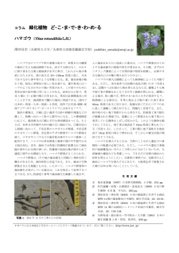 第38巻2号 ハマゴウ Vitex rotundifolia L.fil. 澤田佳宏