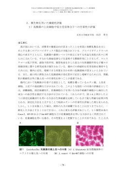 1）乳酸菌の上皮細胞や宿主受容体分子への付着性の評価