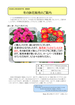 冬季鉢花販売Vol1 - 秋田県立西目高等学校