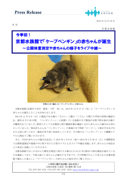 京都水族館で「ケープペンギン」の赤ちゃんが誕生