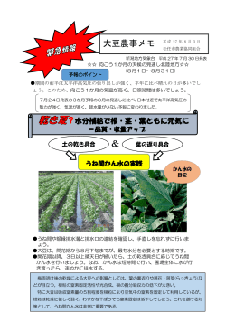 大豆栽培農事メモ 緊急情報 H27.8.3