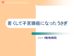 若くして子宮腺癌になったうさぎ