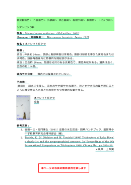 オオシマトビケラ（PDF：115KB）