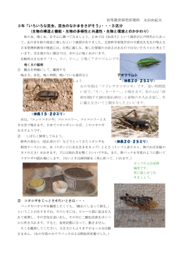 初等教育研究所理科 太田由紀夫 3年「いろいろな昆虫、昆虫のなかまを