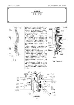脊椎・脊髄 - 日本せきずい基金