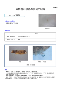 茶葉に混入していた虫