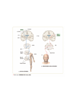 [7] 脳・神経 (第13版) 正誤表 2013年2月