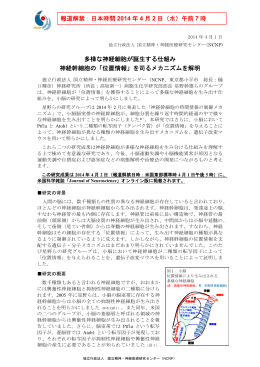 報道解禁：日本時間 2014 年 4 月 2 日（水）午前 7 時 多様な神経細胞が