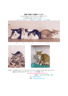成猫の里親さんを募集しています。 みんな生後 6 か