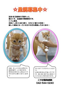 生後 40 日前後の子猫ちゃん 猫エイズ、白血病の検査陰性です。 トイレ