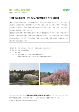 10 種 250 本の桜 ソメイヨシノの見頃は 4 月 15 日前後