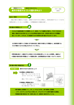 樹木の吸収する CO 2 の量を求めよう