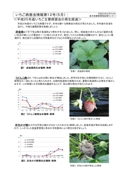 いちご病害虫情報第12号（5月）