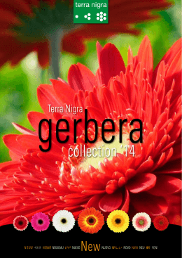 Terra Nigra Gerbera Collection 2014 - JP