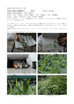 2014 年6月 8 日（日） 赤塚公園自然観察会 報告