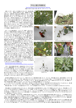平和公園自然観察会