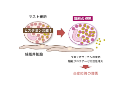マスト細胞 線維芽細胞 炎症応答の増悪