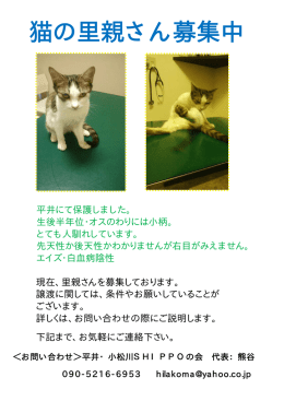 猫の里親さん募集中