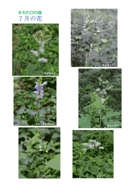 7月の花