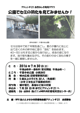 公園でセミの羽化を見てみませんか！ - とよなか市民環境会議アジェンダ21