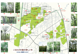 こもれびの森の珍しい木 - NPO 相模原こもれび