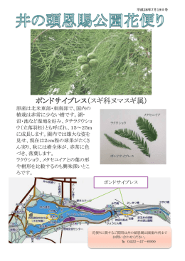 ポンドサイプレス（スギ科ヌマスギ属）