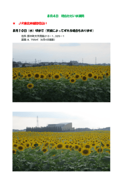 8月4日 現在ただいま満開 JR東北本線踏切沿い 8月10日（水）頃まで