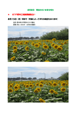 8月8日 現在ただいま8分咲き ゼブラ野木工場東側線路沿い 8月15日