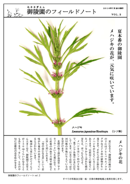 夏 本 番 の 御 陵 園 メ ハ ジ キ の 花 が 、 元 気 に 咲 い て い ま す 。