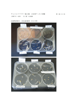 チャイルドフラワー様土壌 小松菜アッセイ試験