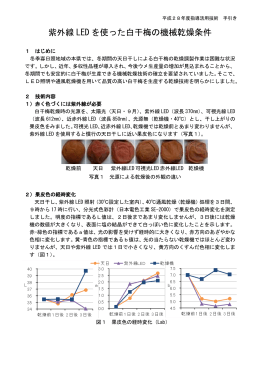 紫外線 LED を使った白干梅の機械乾燥条件
