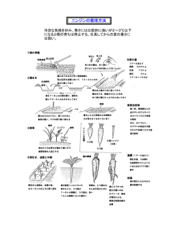 ニンジンの栽培方法