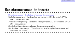 昆虫の性染色体
