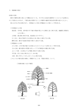 7街路樹の剪定（pdf/757kb）